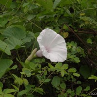 Ipomoea jucunda Thwaites